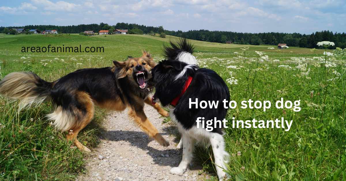 How to Stop Dog Fight Instantly