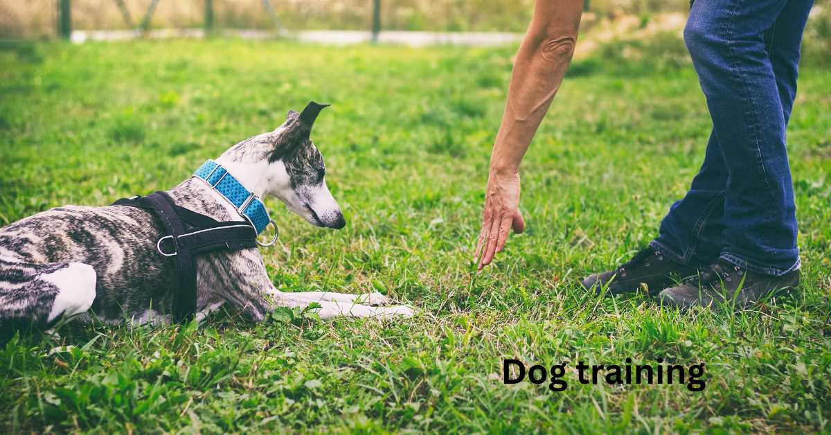 How to Train an Older Dog - Step by Step Guide