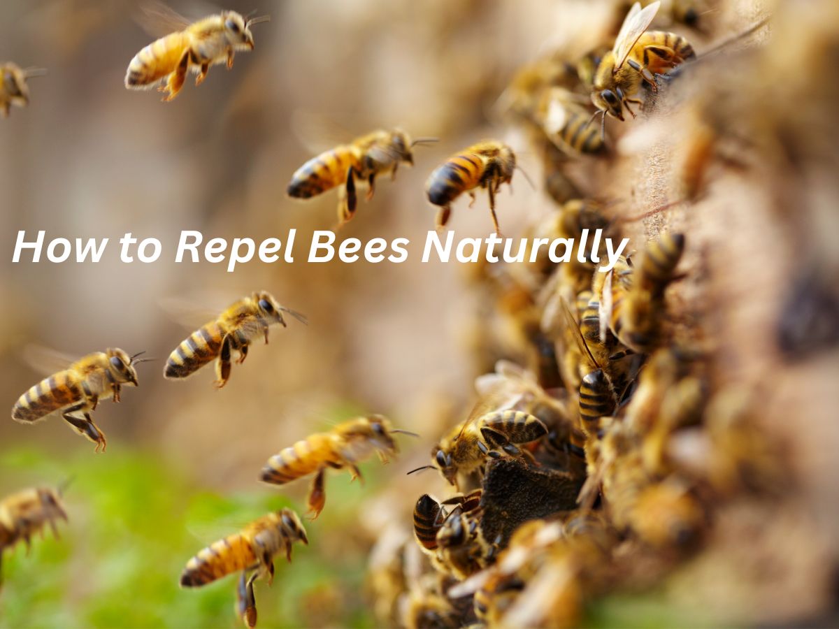 How to repel bees naturally? 10 - Urgent tips