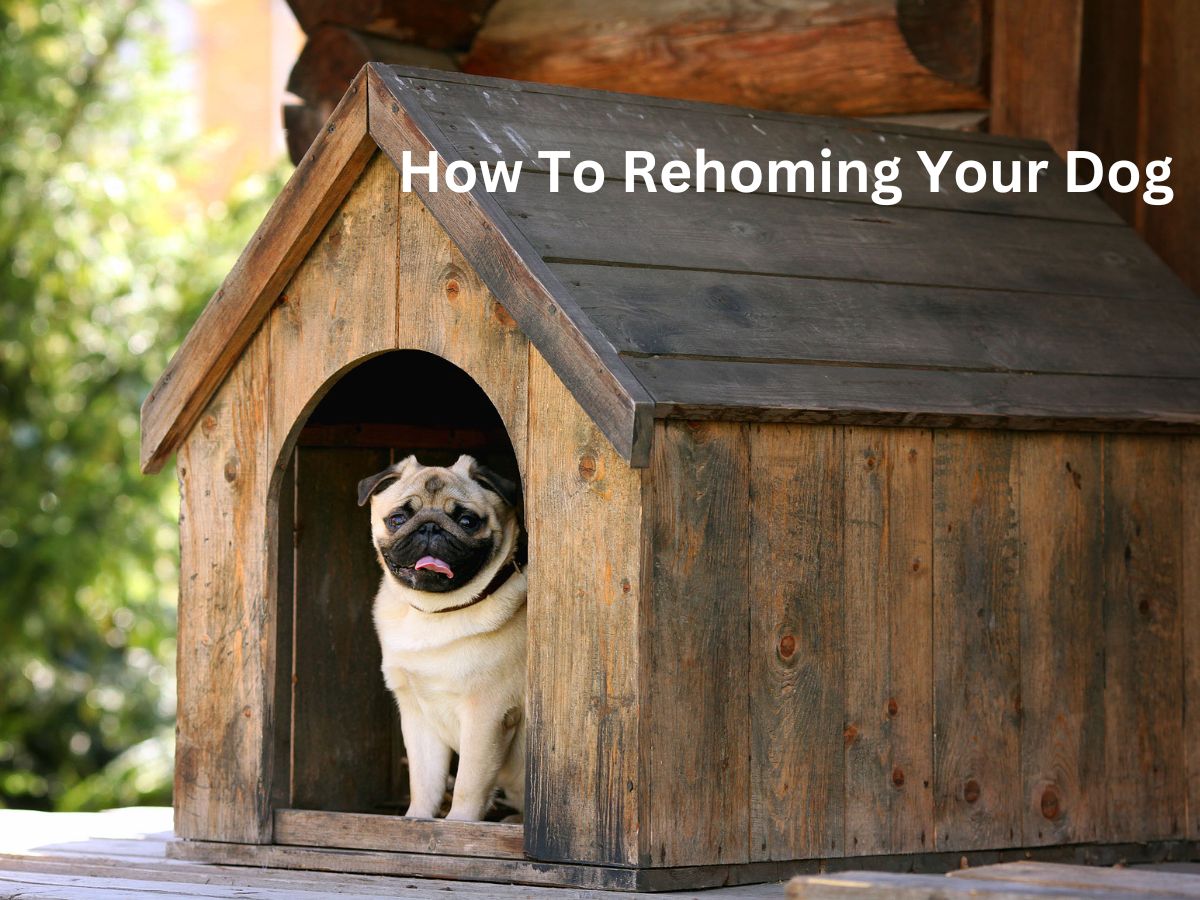 How to Rehoming Your Dog - The Ultimate Guide-2024