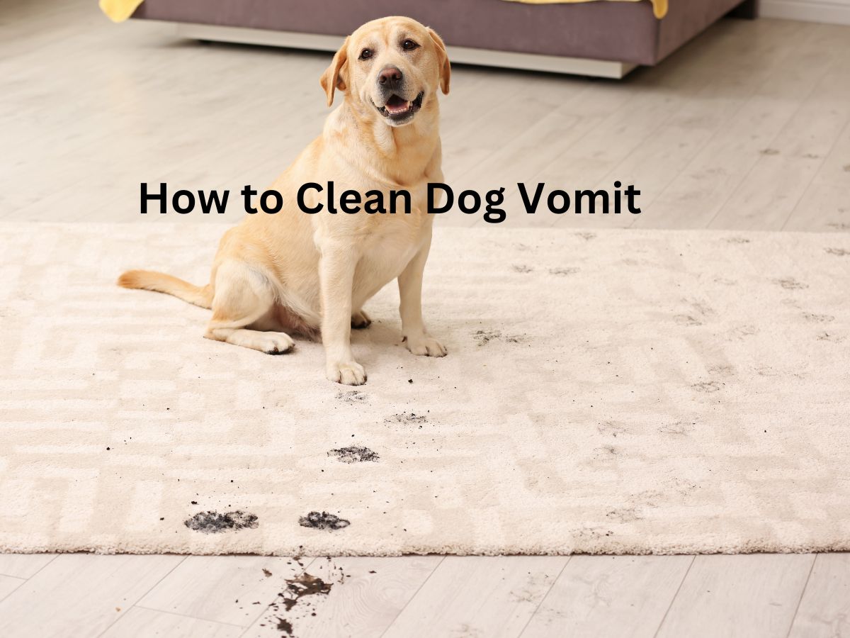 How to Clean Dog Vomit from Carpet Naturally?- 7 safe solution