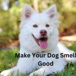 10 - Expert Solutions on How to Make Your Dog Smell Good?