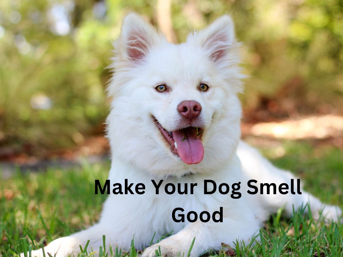 10 - Expert Solutions on How to Make Your Dog Smell Good?