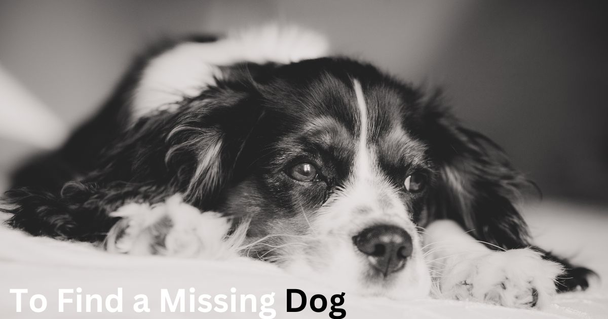 How To Find a Missing Dog-Use 10 Tips