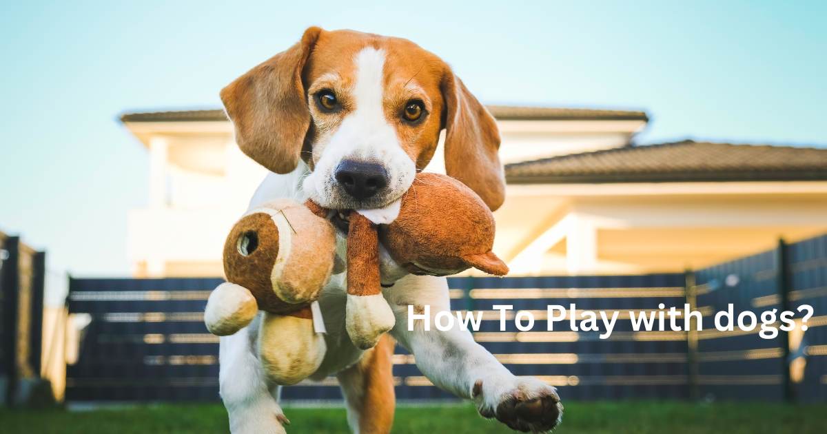 How To Play with Your dog - try 15 types dog games