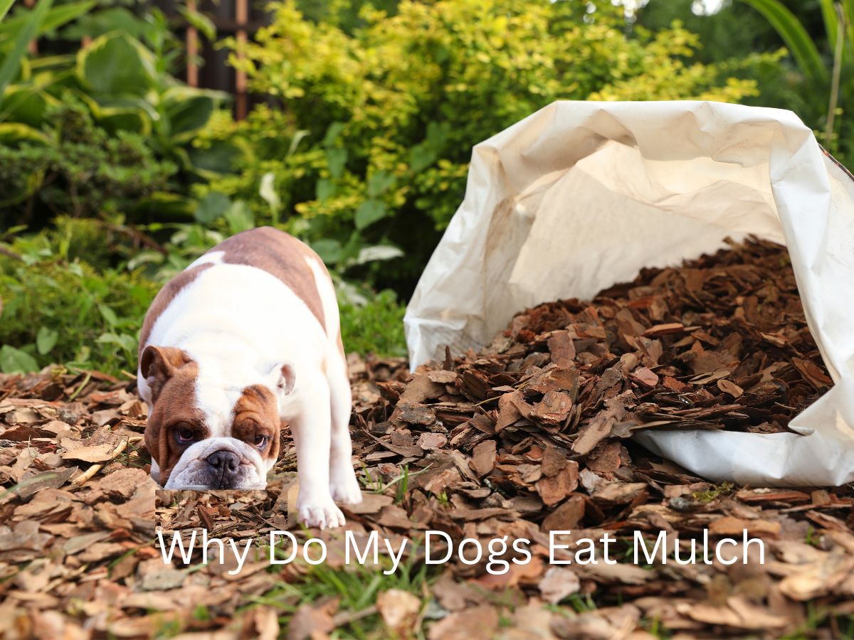 Why Do My Dogs Eat Mulch?10 - Reasons and Solutions