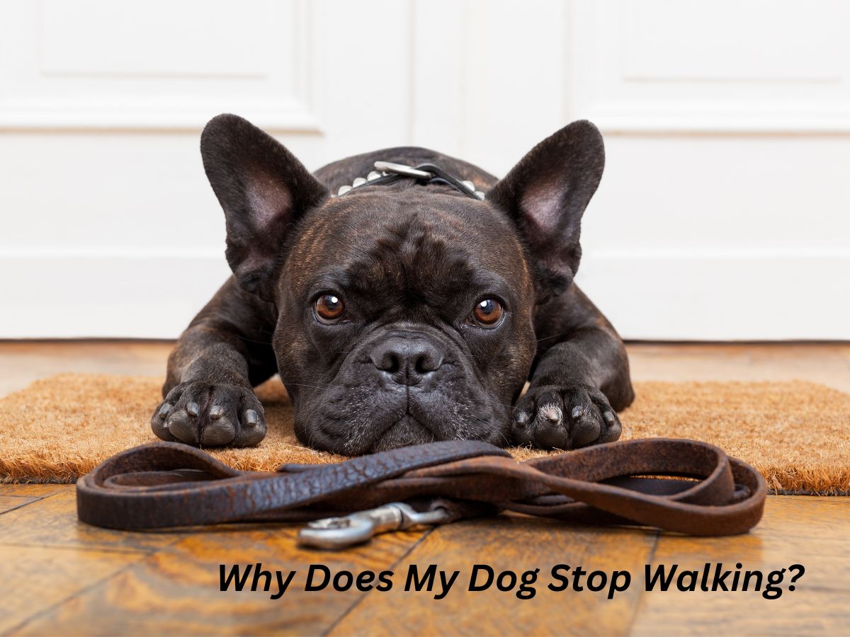 Why does my dog stop walking? 10- Helpful advice