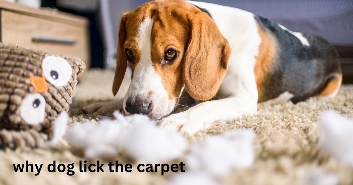 Why Does My Dog Lick the Carpet? 11 helpful tips