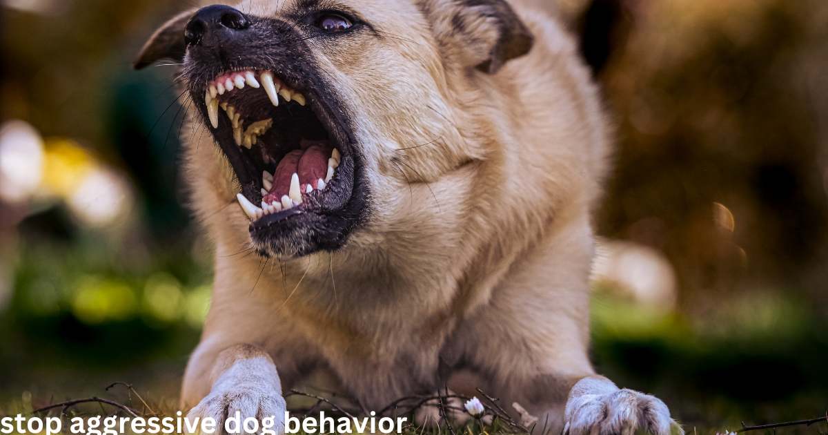 How to Stop Aggressive Dog Behavior? Try - 10 methods