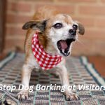 How to Stop Dog Barking at Visitors? 10 - Helpful Method