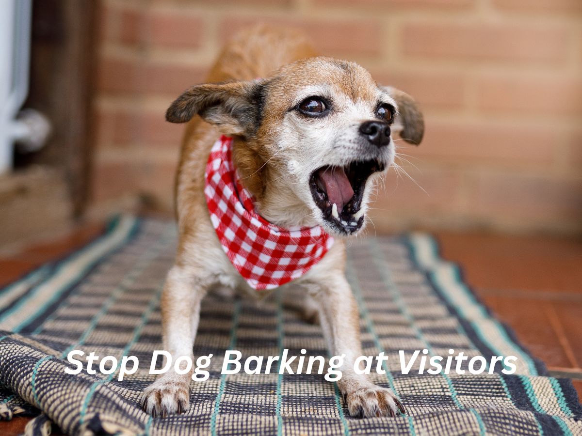 How to Stop Dog Barking at Visitors? 10 - Helpful Method