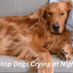 10- Simple Tips to Stop Dogs Crying at Night?