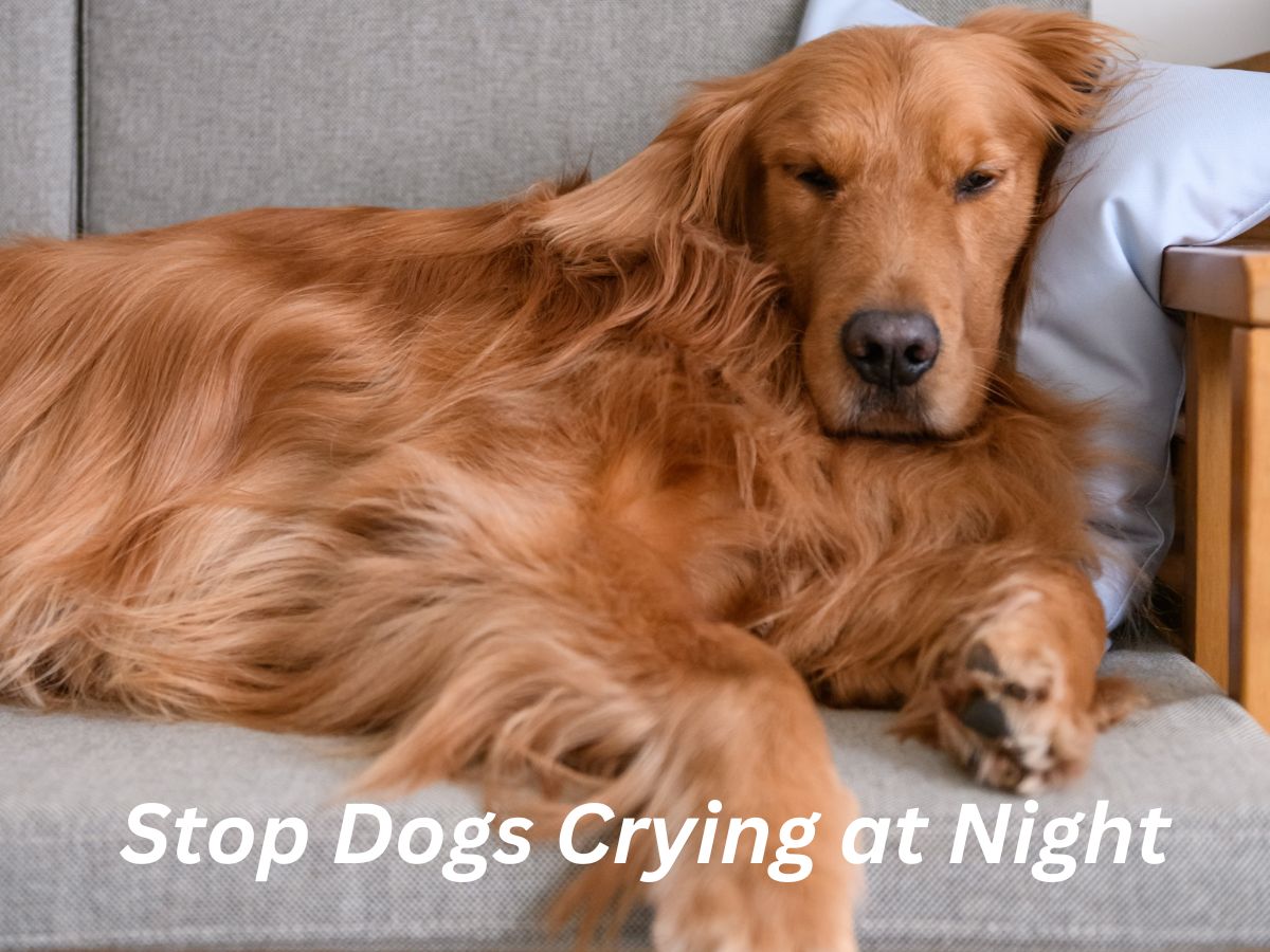 10- Simple Tips to Stop Dogs Crying at Night?