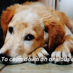 Use Only- 5 methods to calm down an anxious dog