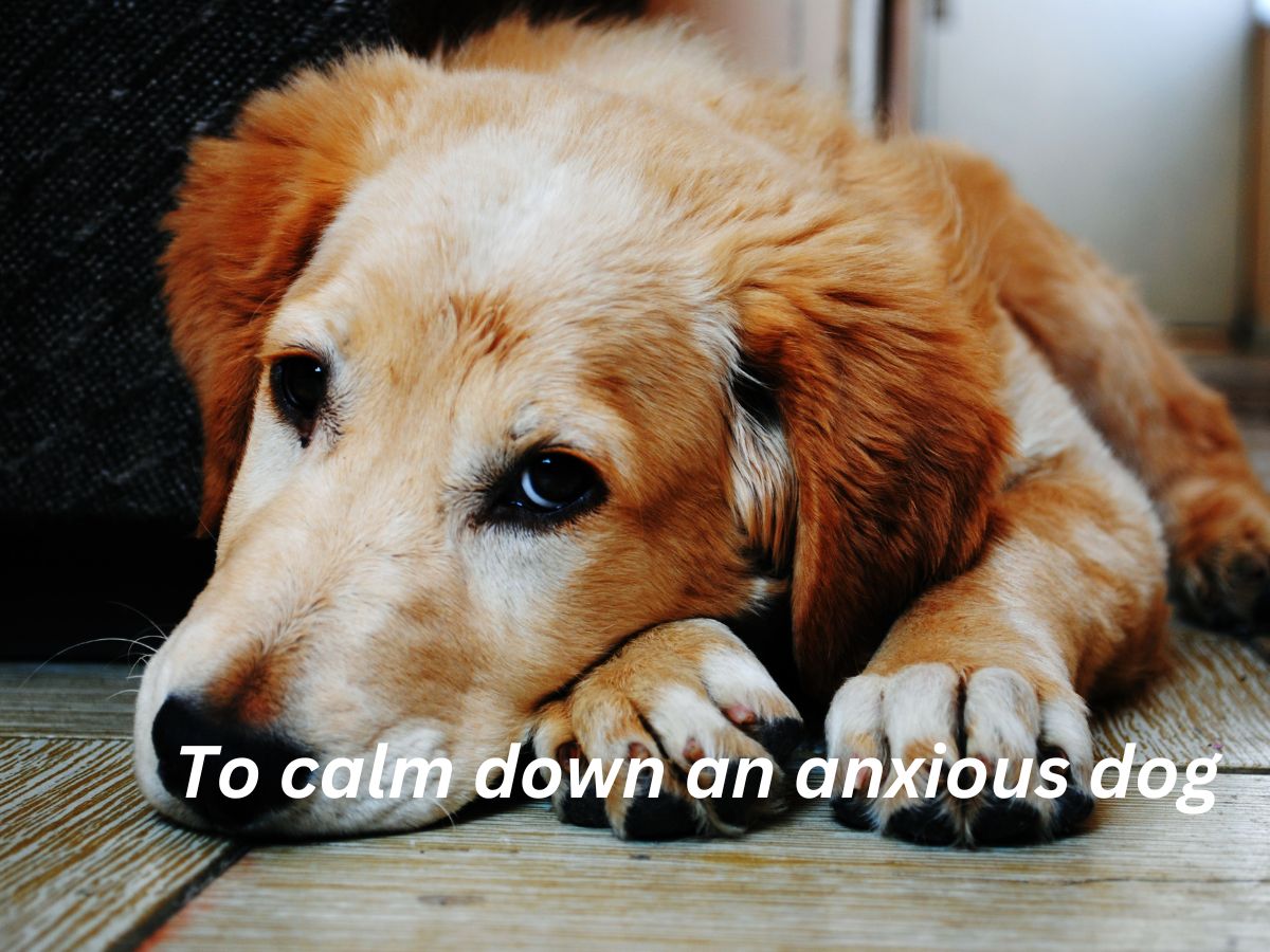 Use Only- 5 methods to calm down an anxious dog