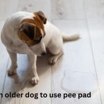 How to train older dog to use pee pad - 7 helpful tips