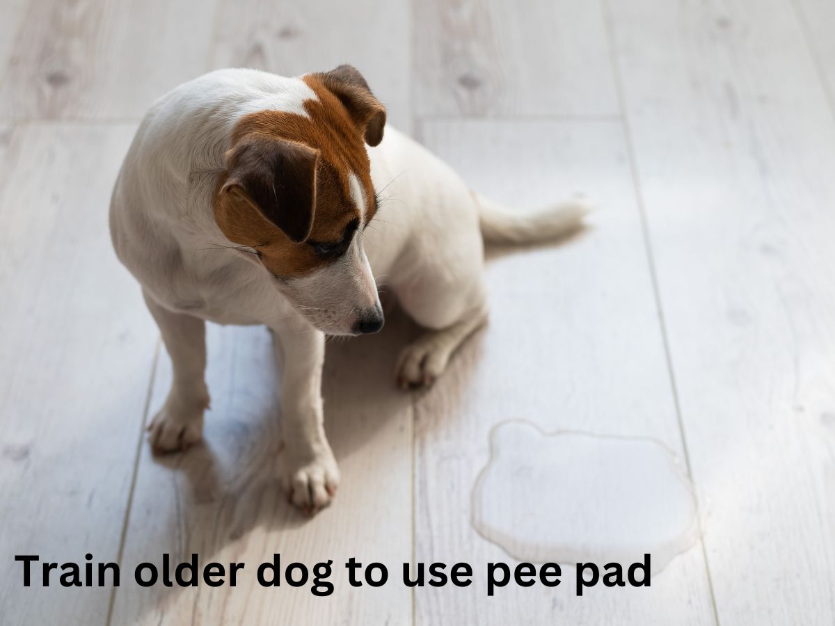 How to train older dog to use pee pad - 7 helpful tips